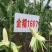 早熟大棒金糯1607甜糯玉米国审20200485