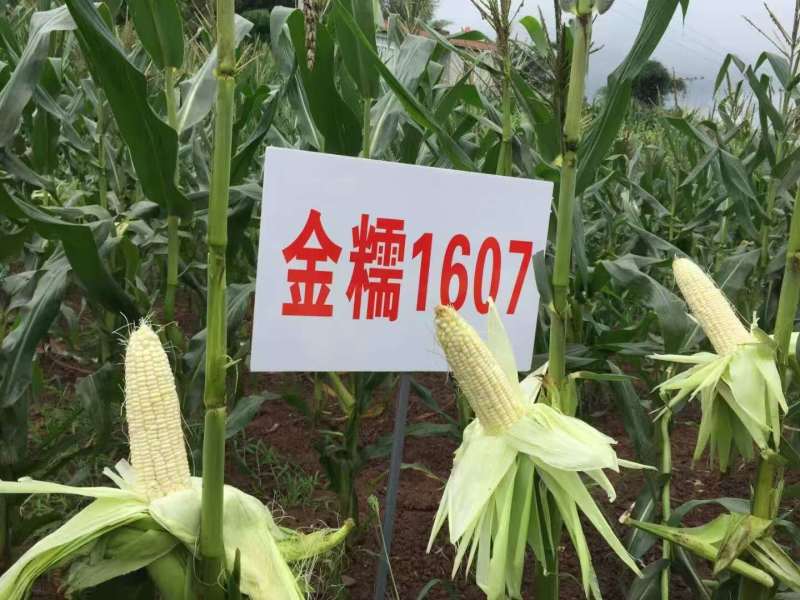 早熟大棒金糯1607甜糯玉米国审20200485