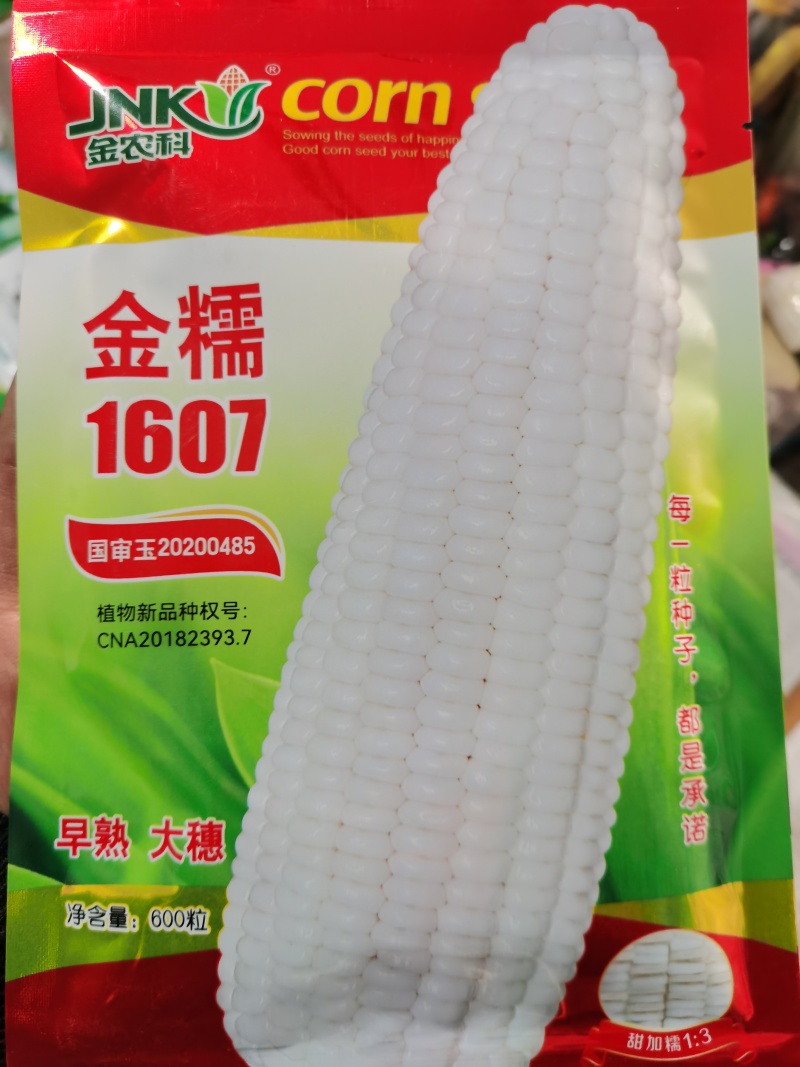 早熟大棒金糯1607甜糯玉米国审20200485