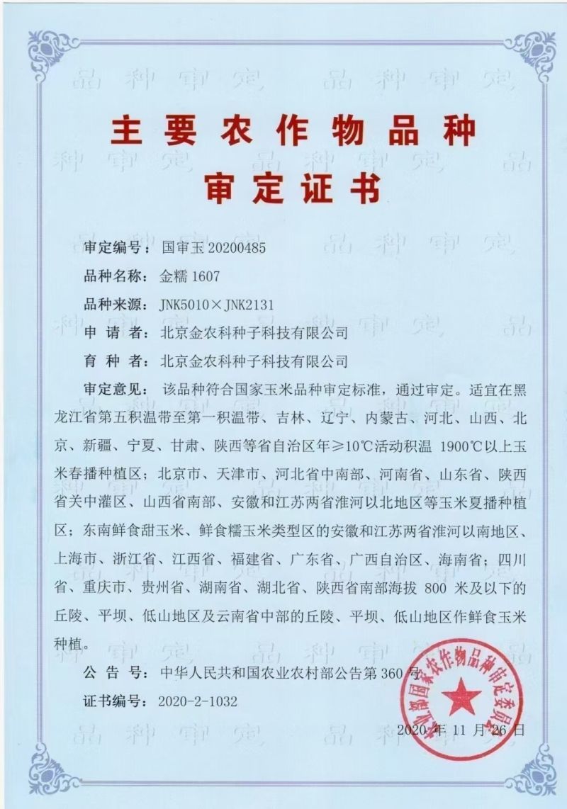 早熟大棒金糯1607甜糯玉米国审20200485