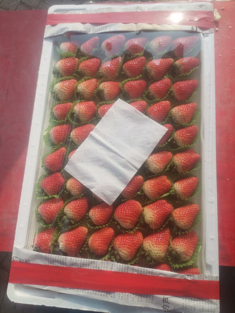 奶油草莓天仙醉/新鲜采摘/品质保证/欢迎来电洽谈价更优惠