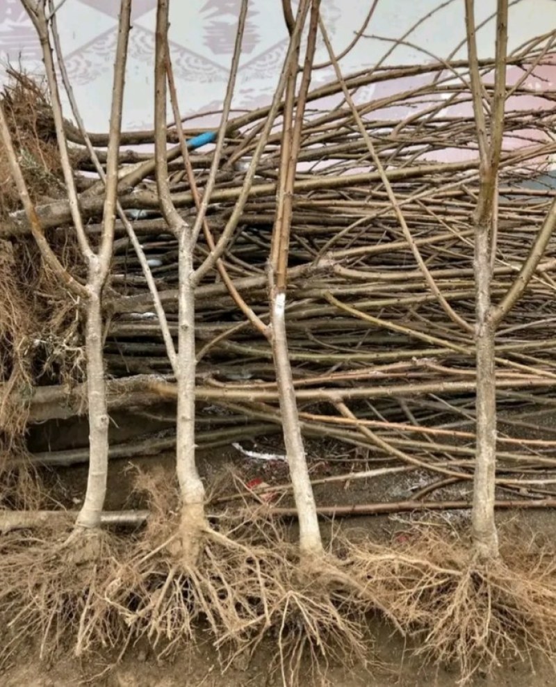 【车厘子树苗】俄八，黑珍珠，美早，现挖现发货，包成活