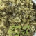 大量供应外婆菜淡味雪菜，（口尝没有咸味）