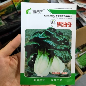黑油白菜种子奶白菜乌塌小白菜种籽黑油冬种籽四季播农家蔬菜