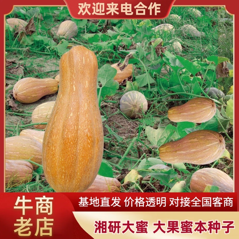 湘研大蜜大果蜜本种子特粉甜肉质紧密果形好！