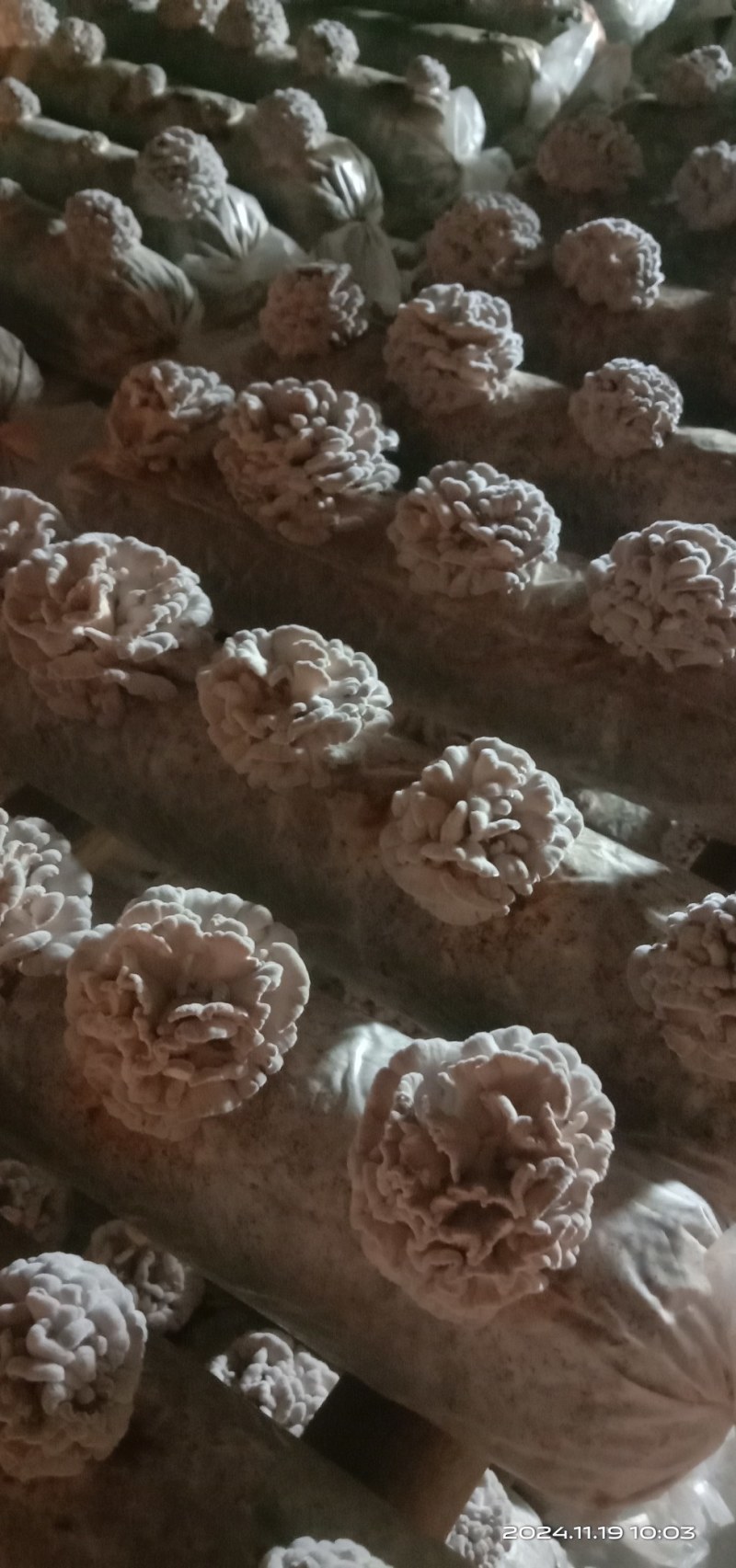 干白参菌，品质好价优