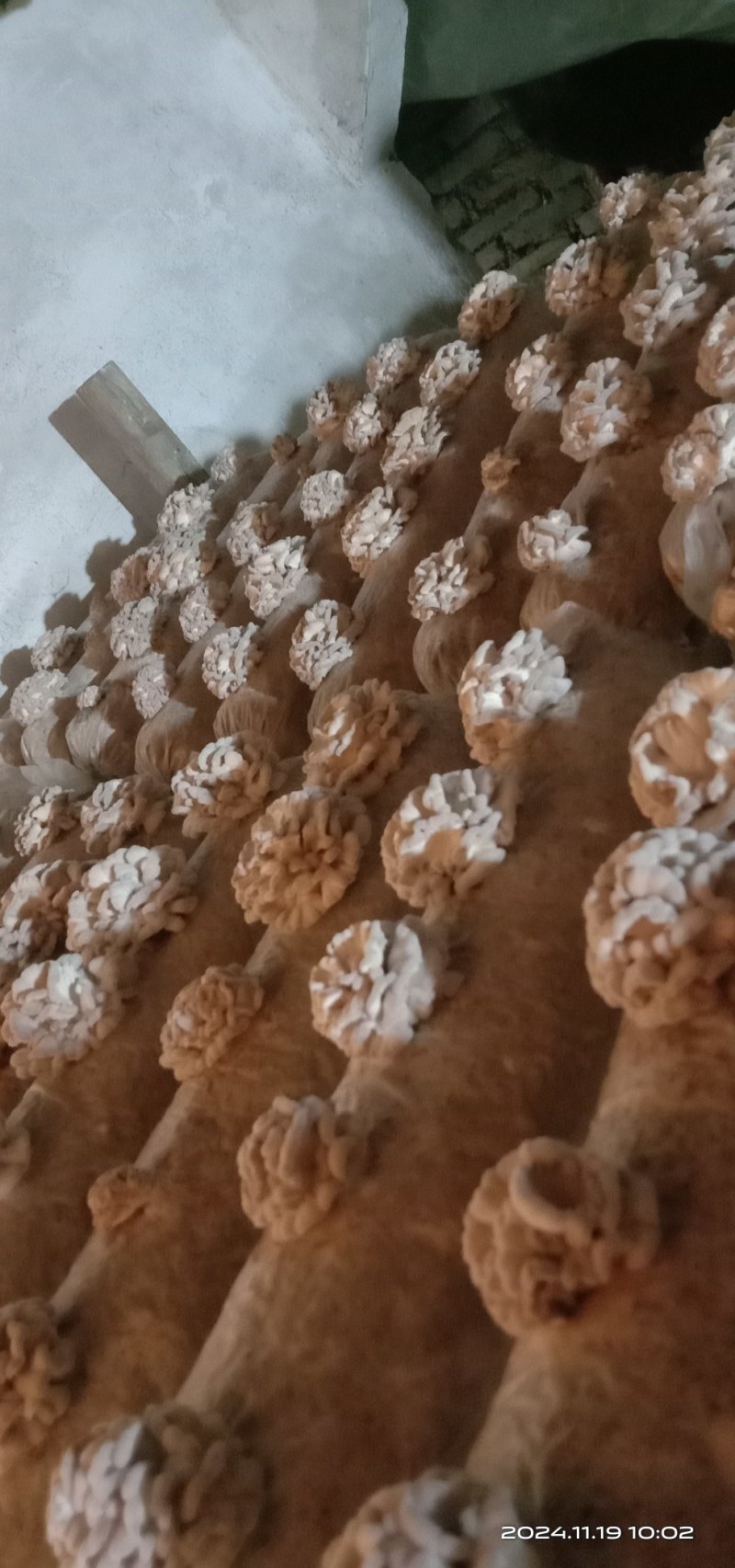 干白参菌，品质好价优