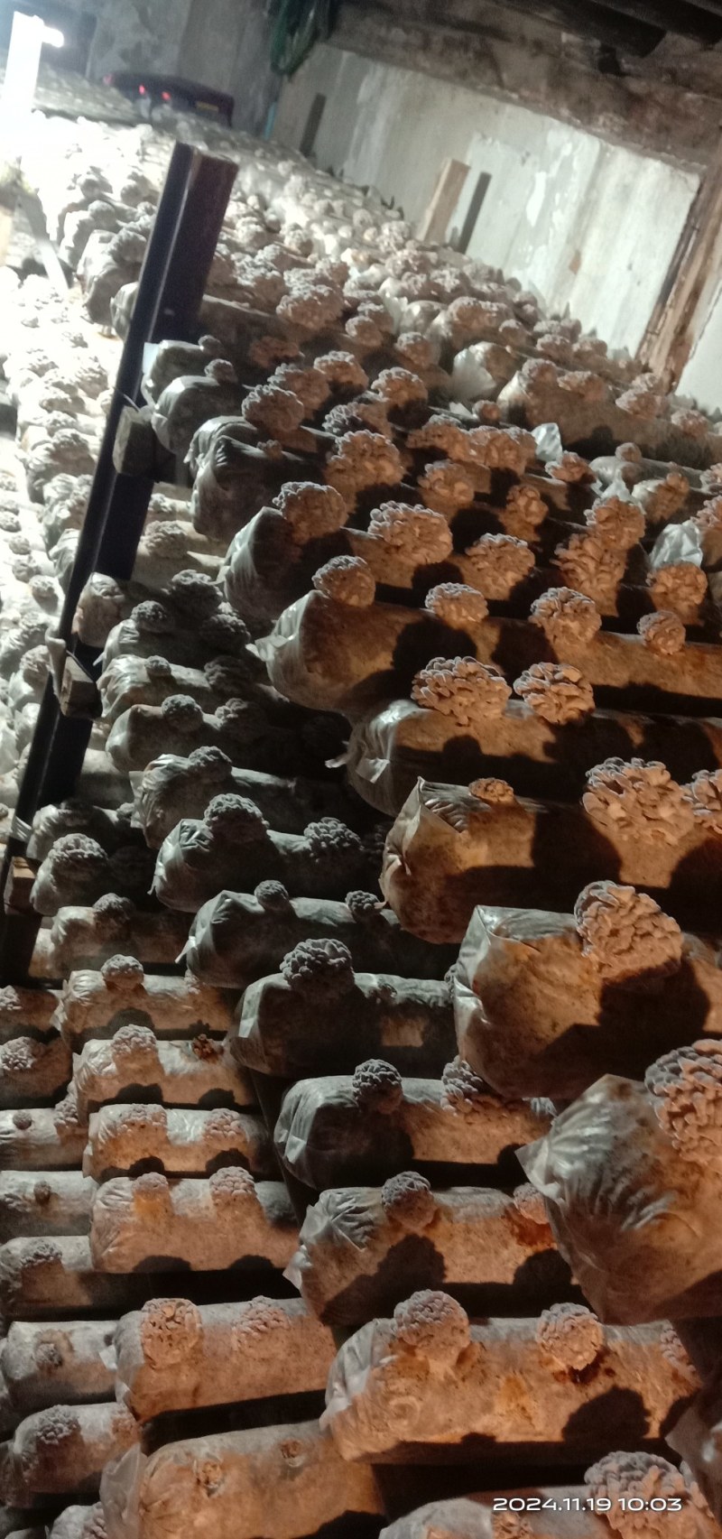 干白参菌，品质好价优