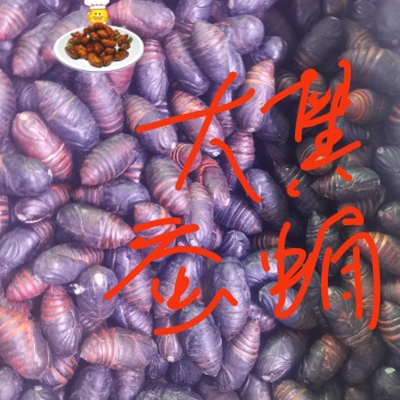 黄混蚕蛹，东北特产