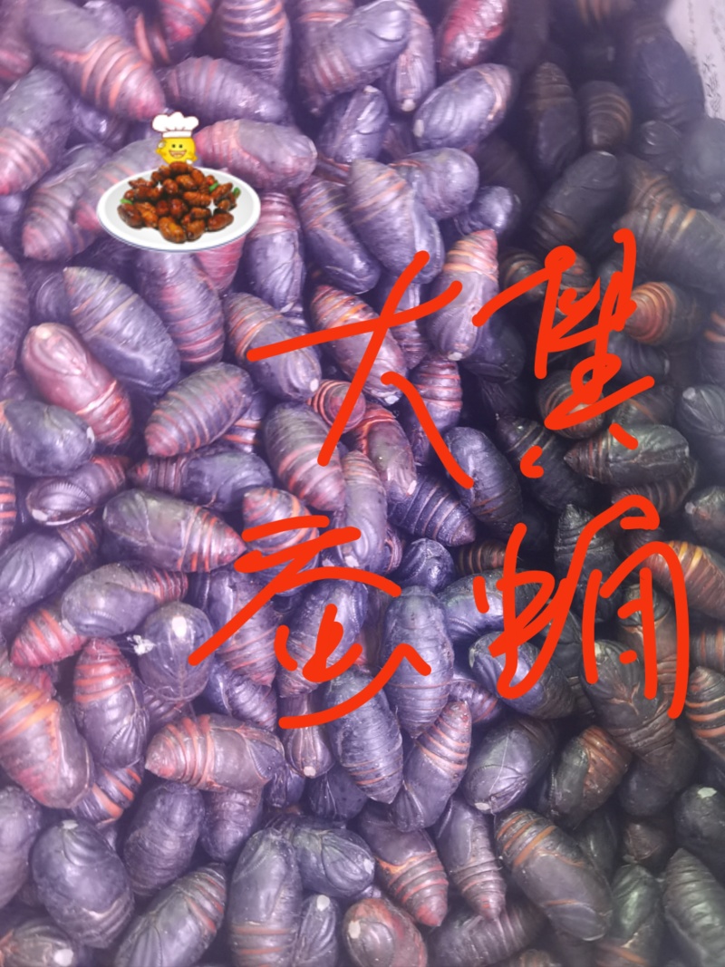 黄混蚕蛹，东北特产