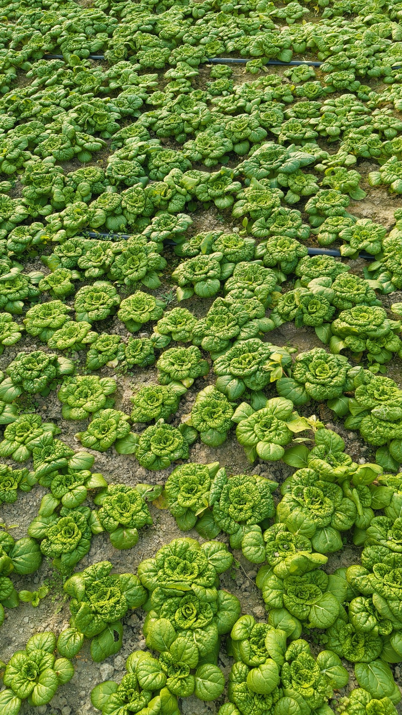 乌菜
