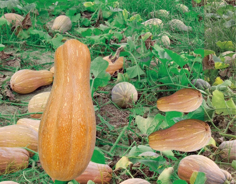 湘研大蜜大果蜜本种子特粉甜肉质紧密果形好！