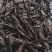 紫草新疆软紫草根颜色好优质货源产地直销批发各种中药材