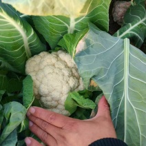 精品花菜