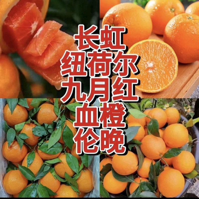 橙子.纽荷尔.长虹.九月红果冻橙产地一手货源，现摘现发