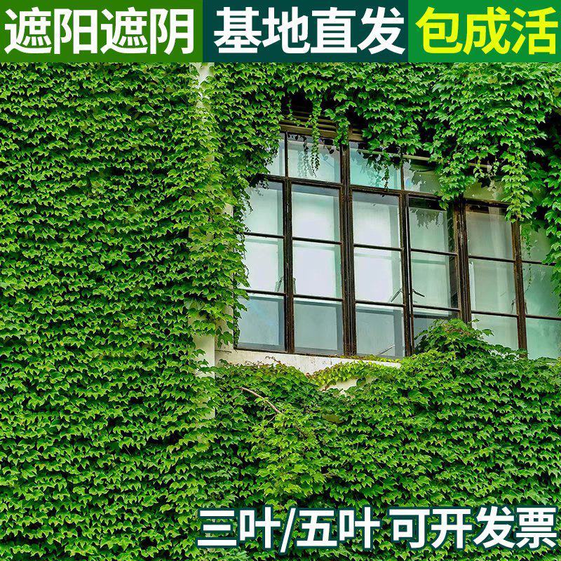 爬山虎苗爬藤植物三叶爬山虎五叶攀援花卉庭院盆栽