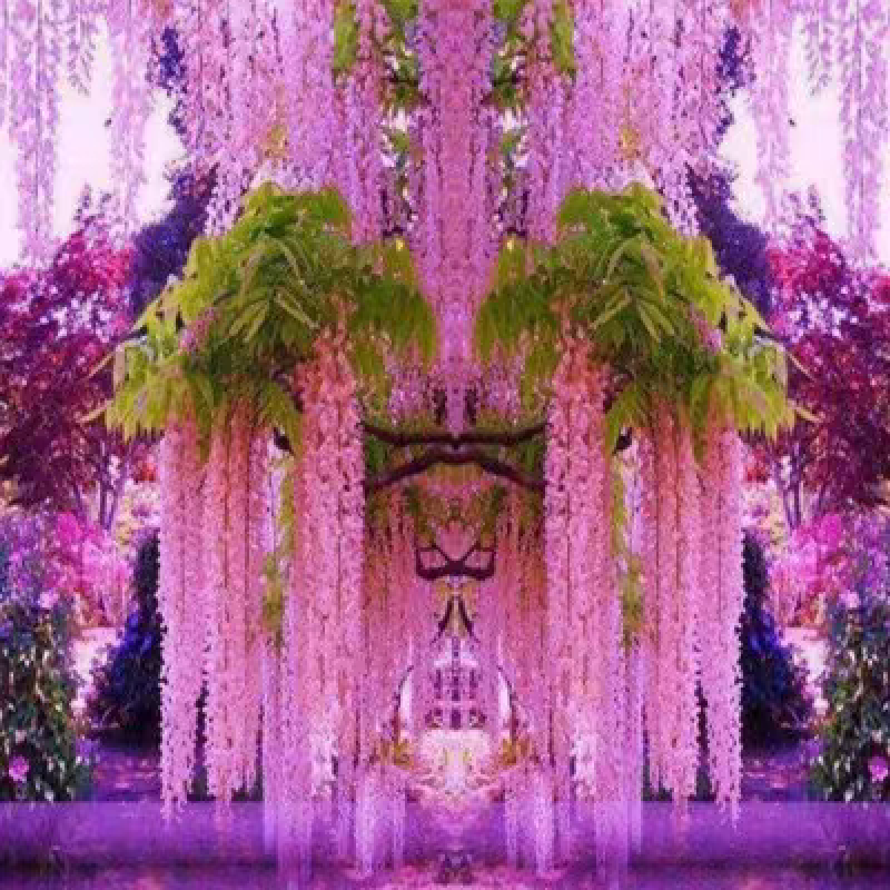紫藤苗，爬藤植物四季开花藤围墙老桩紫藤萝树苗户外攀爬盆栽