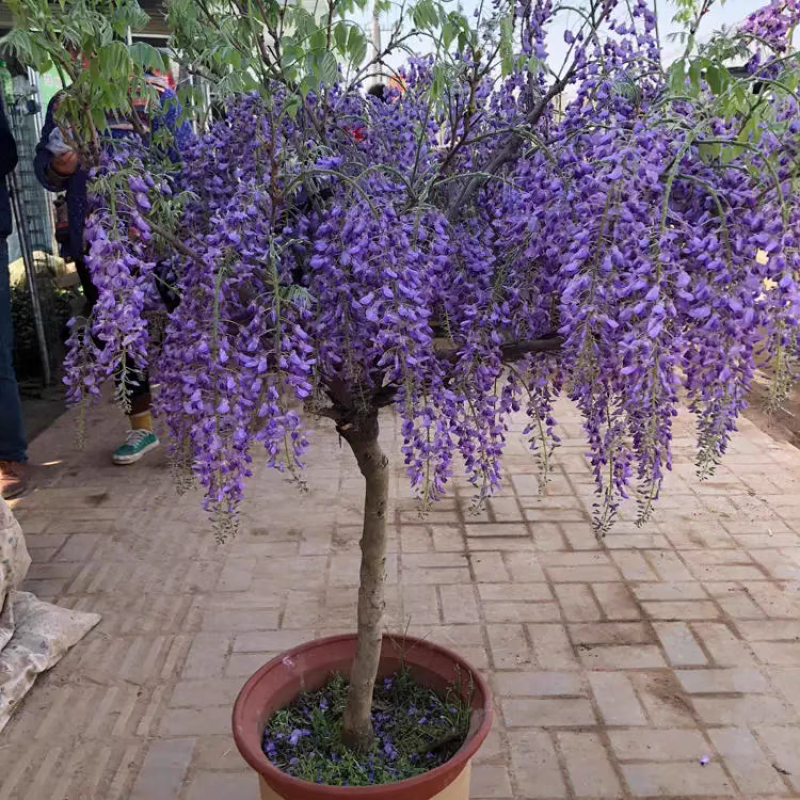 紫藤苗，爬藤植物四季开花藤围墙老桩紫藤萝树苗户外攀爬盆栽