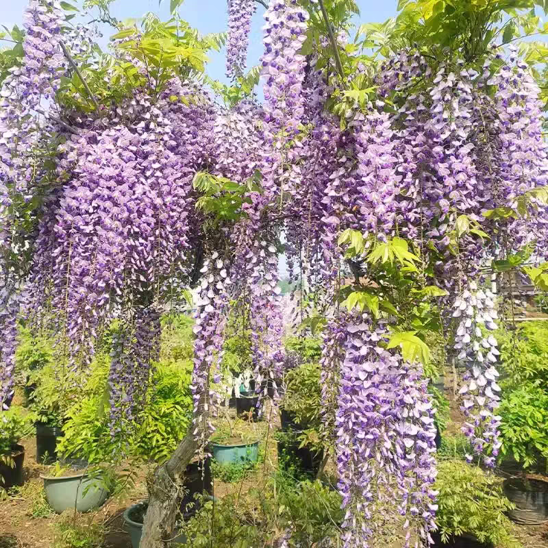 紫藤苗，爬藤植物四季开花藤围墙老桩紫藤萝树苗户外攀爬盆栽