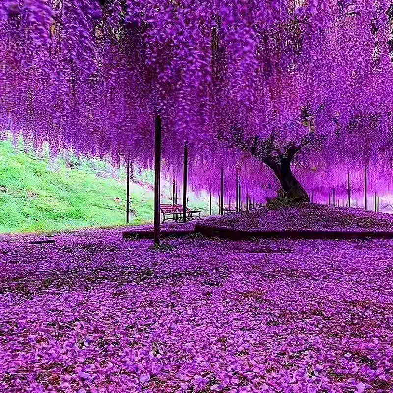 紫藤苗，爬藤植物四季开花藤围墙老桩紫藤萝树苗户外攀爬盆栽