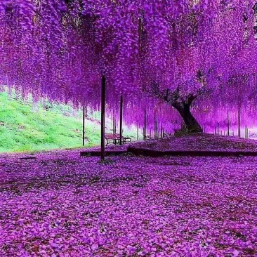 紫藤苗，爬藤植物四季开花藤围墙老桩紫藤萝树苗户外攀爬盆栽