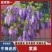 紫藤苗，爬藤植物四季开花藤围墙老桩紫藤萝树苗户外攀爬盆栽