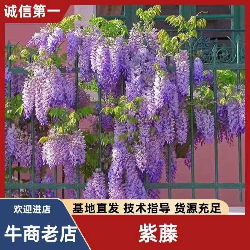 紫藤苗，爬藤植物四季开花藤围墙老桩紫藤萝树苗户外攀爬盆栽
