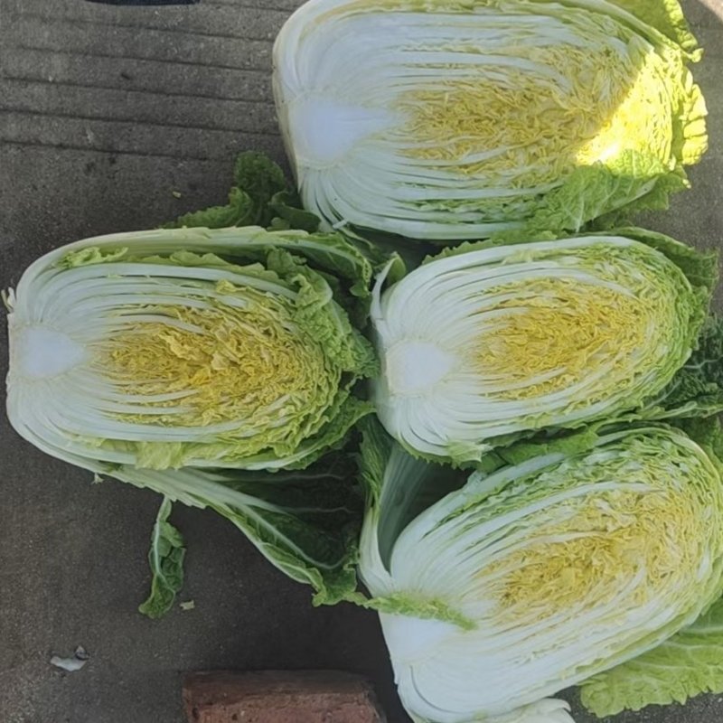 云南，高山，精品大白菜，大量上市，欢迎全国批发商联系