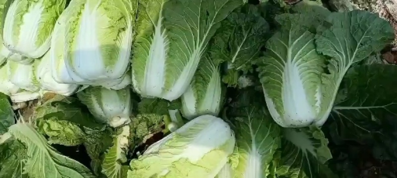 云南，高山，精品大白菜，大量上市，欢迎全国批发商联系
