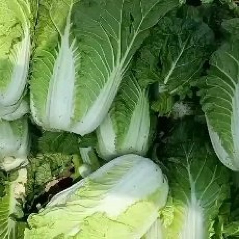 云南，高山，精品大白菜，大量上市，欢迎全国批发商联系
