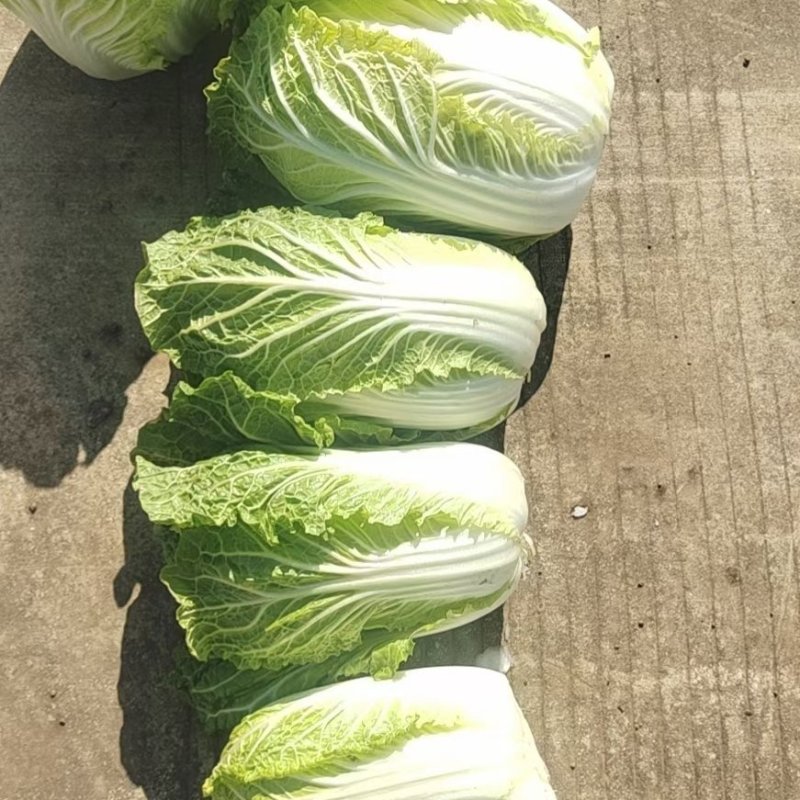 云南，高山，精品大白菜，大量上市，欢迎全国批发商联系