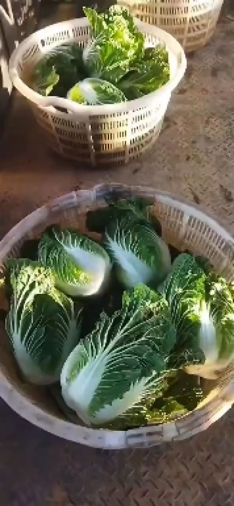 云南，高山，精品大白菜，大量上市，欢迎全国批发商联系