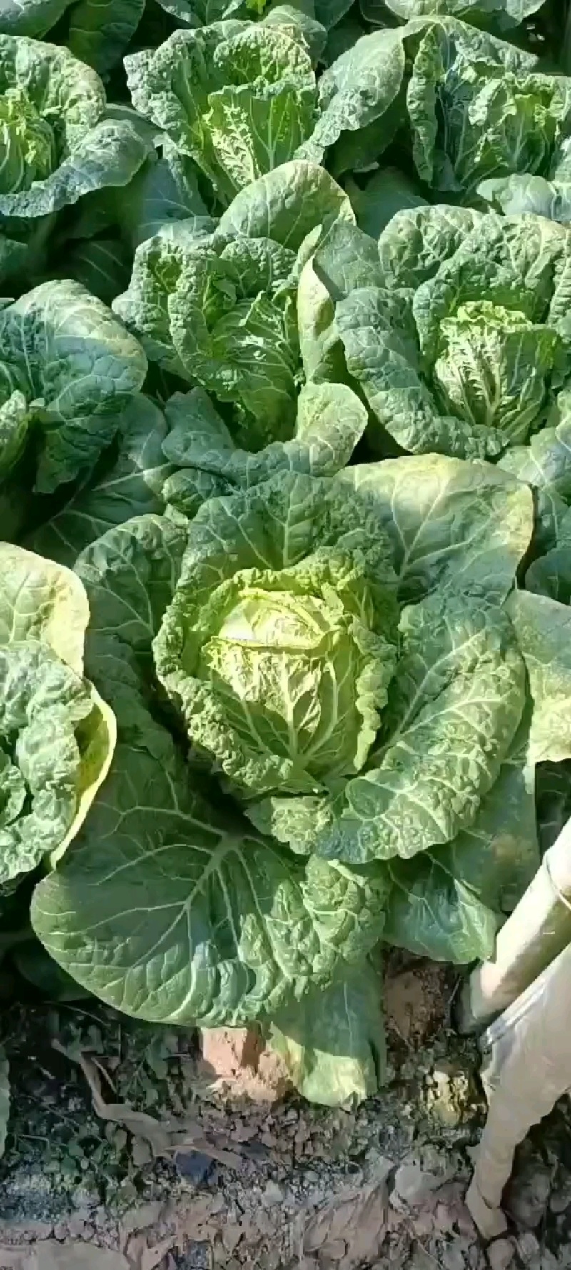 云南，高山，精品大白菜，大量上市，欢迎全国批发商联系