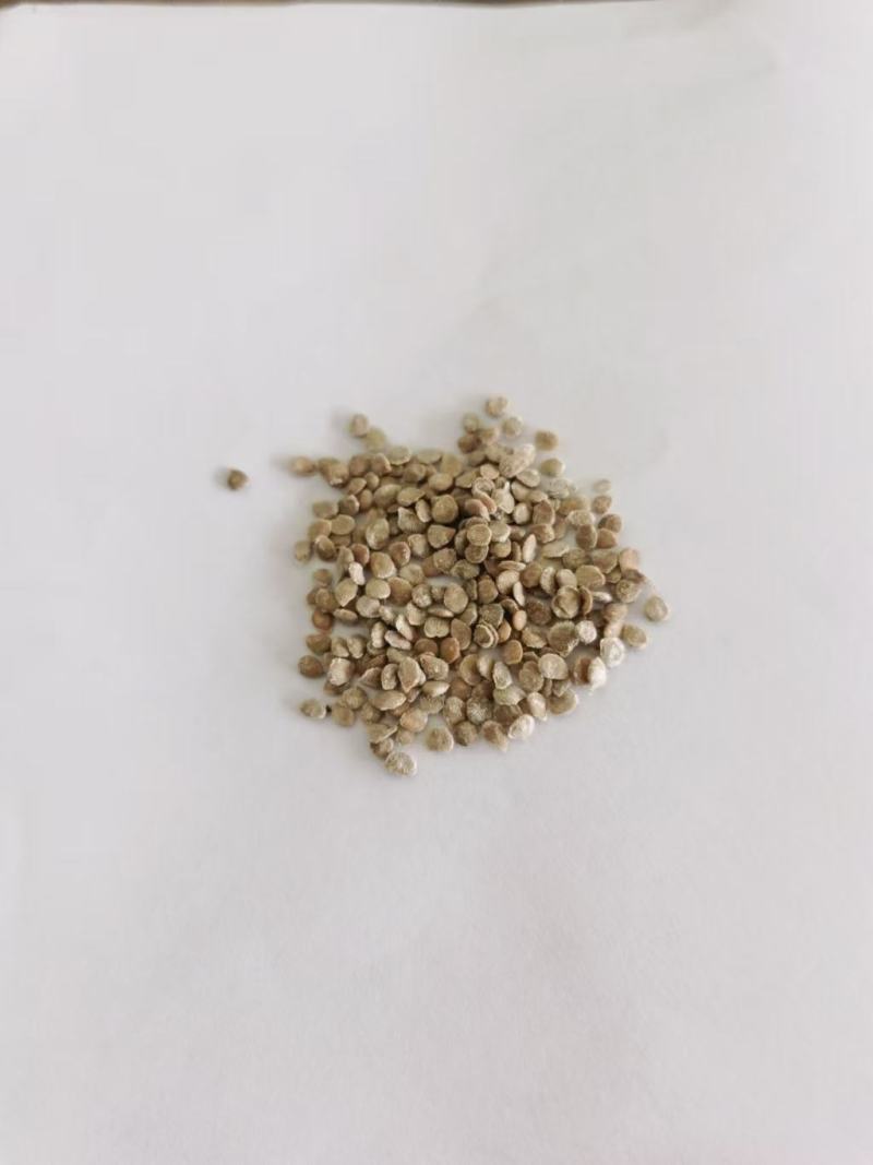 暴甜多汁特色青口蜜青甜小番茄种子圣女果小绿樱桃小番茄种子