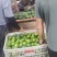 东江湖清江蜜桔大量上市欢迎咨询对接各电商批发商