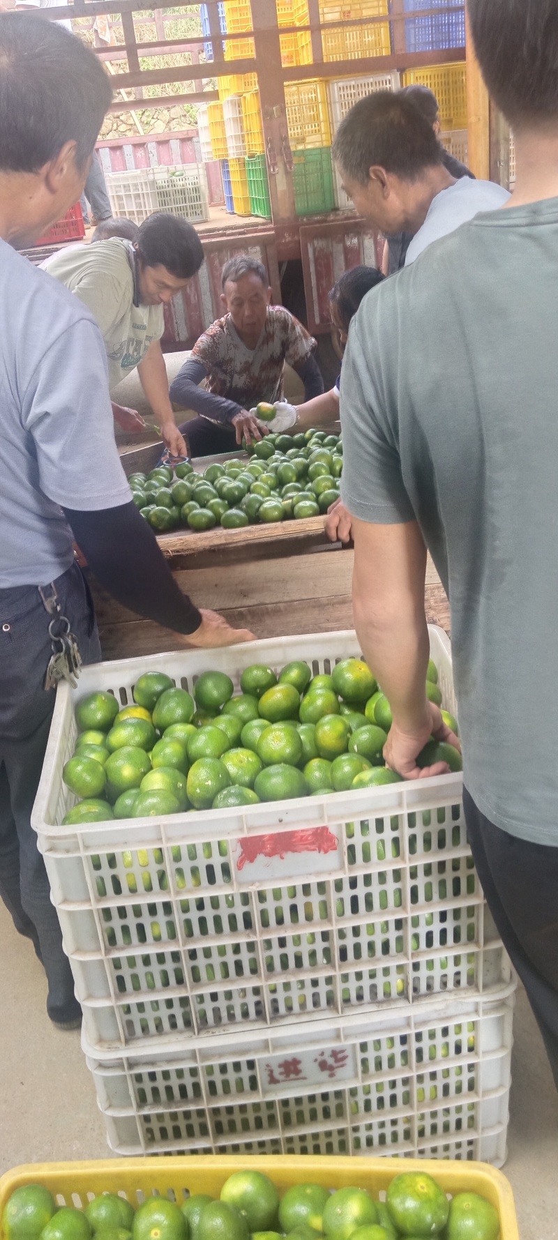 东江湖清江蜜桔大量上市欢迎咨询对接各电商批发商