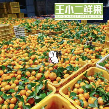 广西沙糖桔实力对接商超档口产地直发保质保量