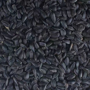 黑珍珠油葵瓜子生瓜子带壳瓜子***宠物零食可散装可打包