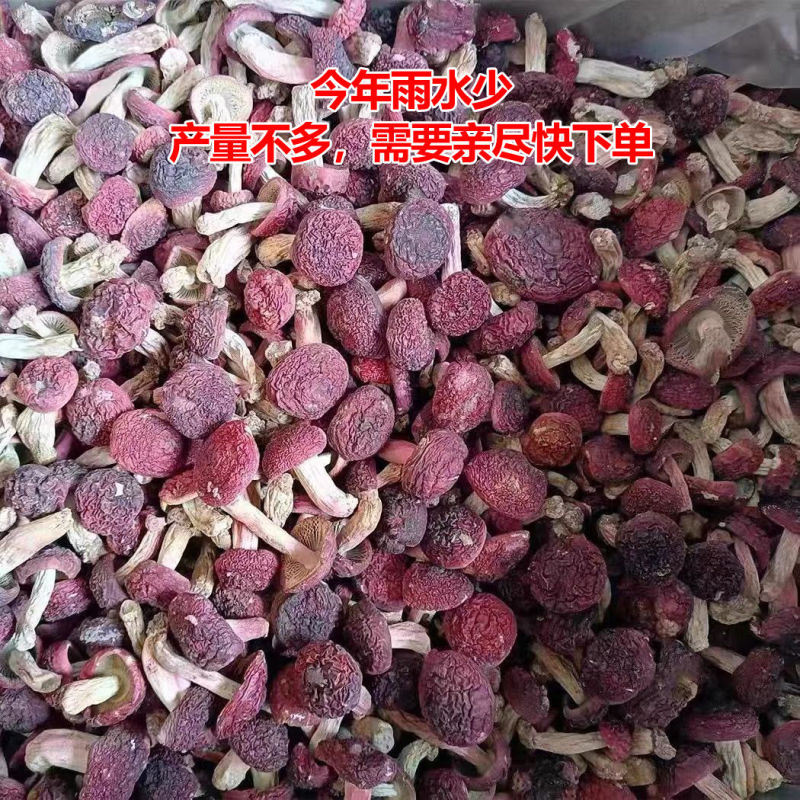 野生红菇干货不开伞新鲜小朵红菇野生红蘑红菌煲汤