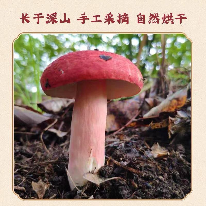 野生红菇干货不开伞新鲜小朵红菇野生红蘑红菌煲汤