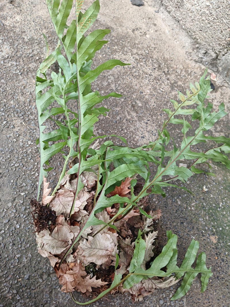 骨脆补