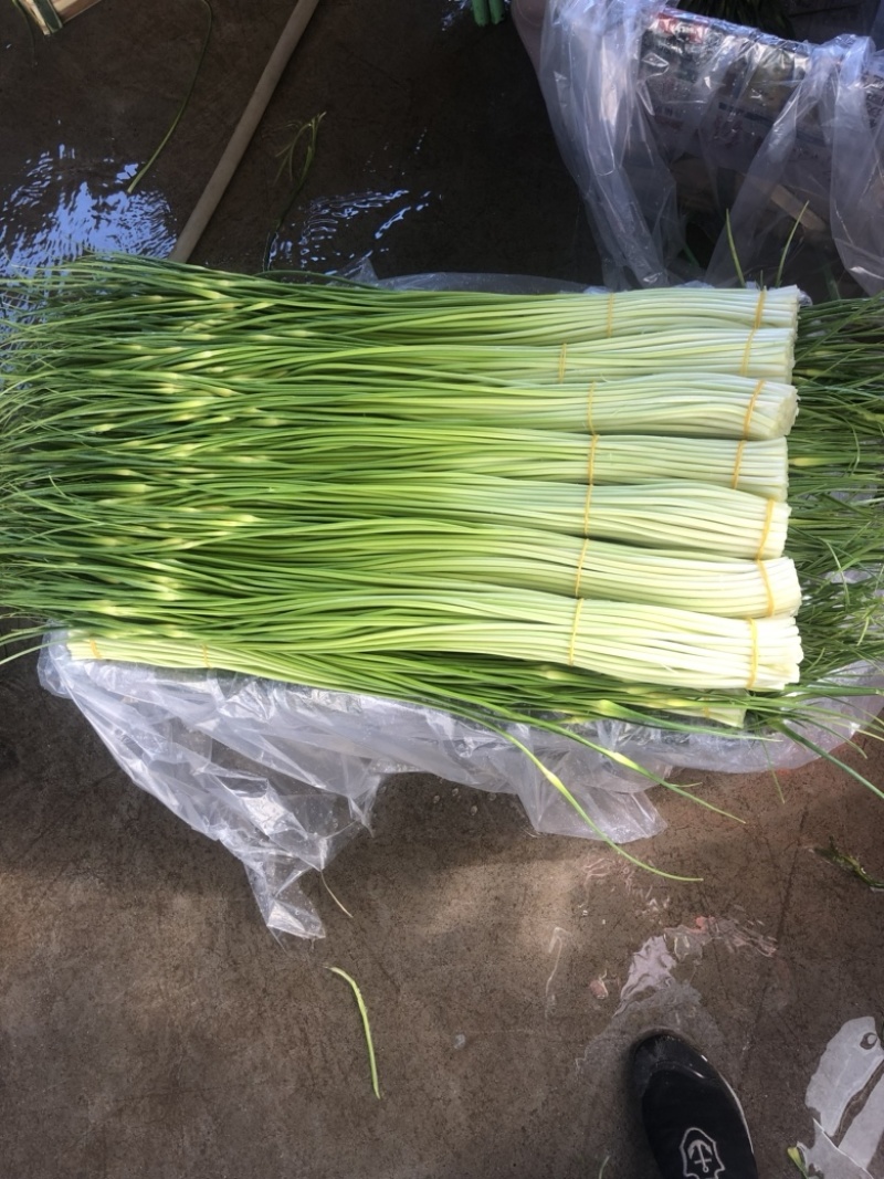 云南蒜苔白帽蒜苔红帽蒜苔