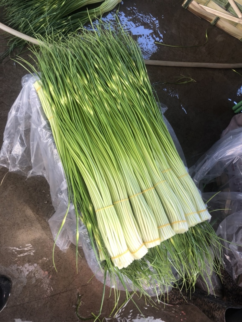 云南蒜苔白帽蒜苔红帽蒜苔