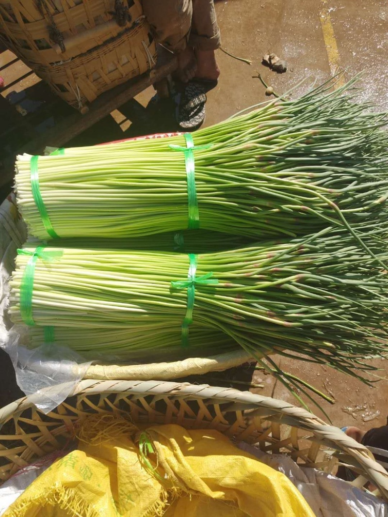云南蒜苔白帽蒜苔红帽蒜苔