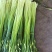 云南蒜苔白帽蒜苔红帽蒜苔