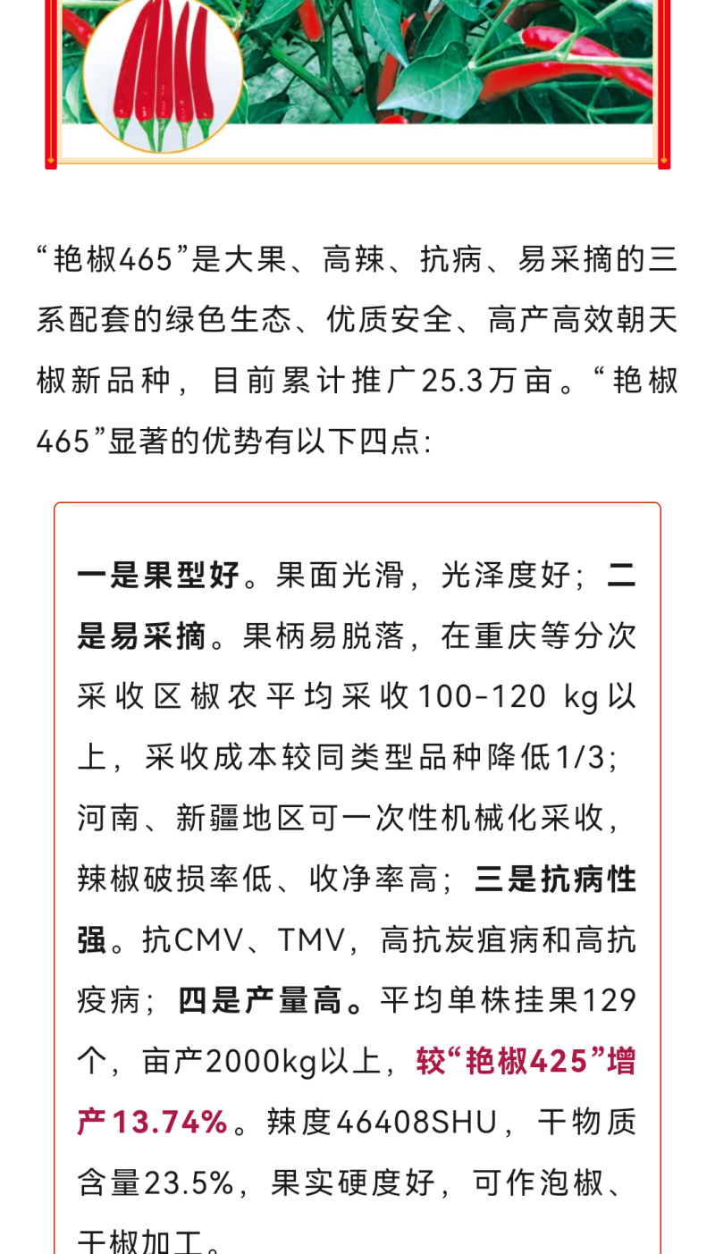艳椒465高辣丰产型簇生红贵211辣度高