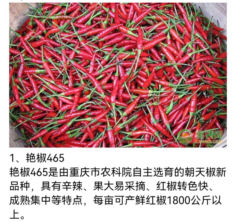 艳椒465高辣丰产型簇生红贵211辣度高