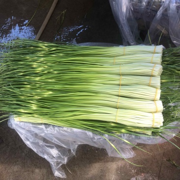 云南蒜苔白帽蒜苔红帽蒜苔