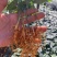 四川高产苦胆苗金果榄耐寒中药材新鲜地苦胆苗