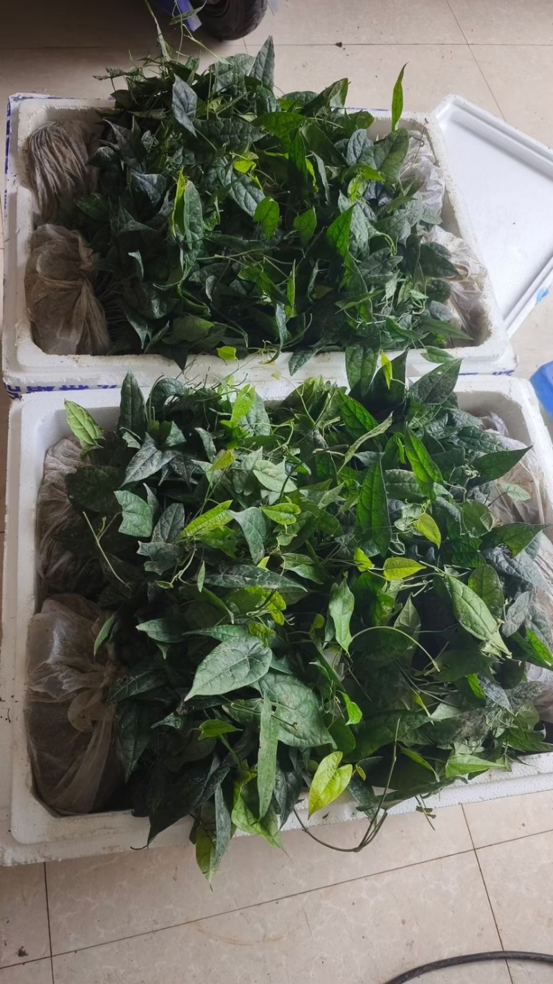 四川高产苦胆苗金果榄耐寒中药材新鲜地苦胆苗